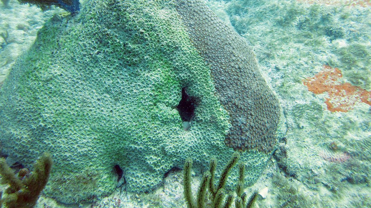 Great Star Coral with Stony Coral Tissue Loss Disease