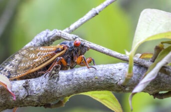 Millions of Cicadas Set to Emerge After 17 Years Underground