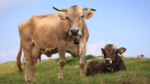 Would a Beef Tax Reduce Greenhouse Gas Emissions?