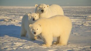 Trump Admin Pushes Final Drilling Plan for Arctic National Wildlife Refuge