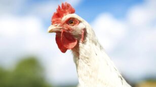 It’s Official: KFC Goes Drug-Free to Fight Superbug Crisis