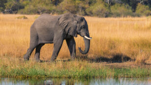 Botswana Auctions Off First Licenses to Kill Elephants Since Ending Five-Year Ban