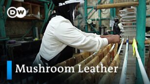 Can Mushrooms Provide a Vegan, Green Alternative to Animal Leather?