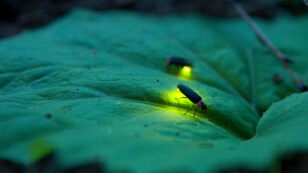 Fireflies’ Glow Could Soon Be Extinguished by Human Actions