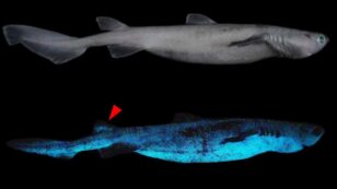 Scientists Photograph Largest Glow-in-the-Dark Shark for First Time