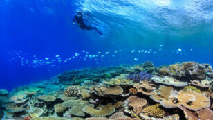 Great Barrier Reefs Resist Back-to-Back Bleaching Events Through ‘Ecological Memory’