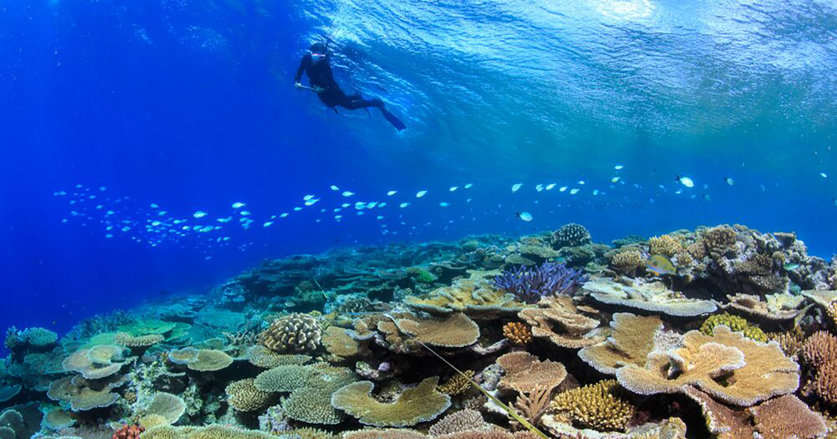 Great Barrier Reefs Resist Back-to-Back Bleaching Events Through ...