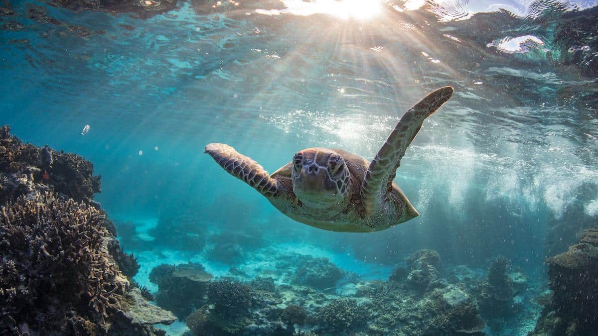 <wbr />A green turtle swims underwater on the Great Barrier Reef.