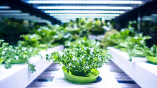 Will the Appetite for Hydroponics Profits Uproot the Future of Organics?