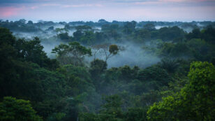 Amazon Deforestation in Brazil: What Does It Mean When There’s No Change?