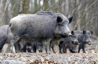 Radioactive Wild Boars Have Taken Over Abandoned Towns Near Fukushima