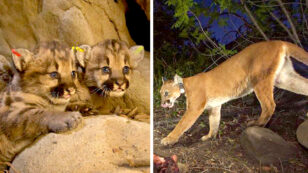 Mountain Lion Mom Killed by Car … Can Wildlife Corridors Help Save the Species?