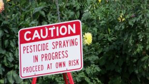 ‘Troubling Allegiance’ to Pesticide Company: Trump’s EPA Claims Glyphosate Poses No Risk to Human Health