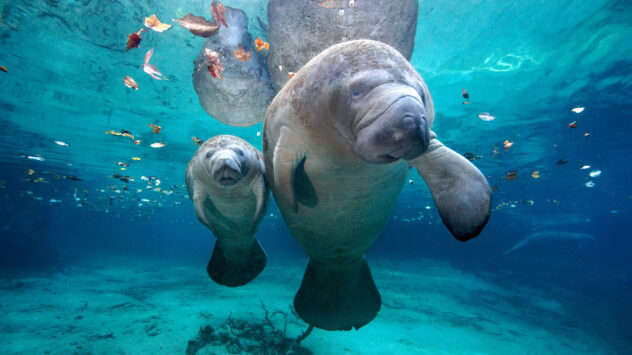 Florida Manatee: 10% of Population Could Be Wiped Out This Year