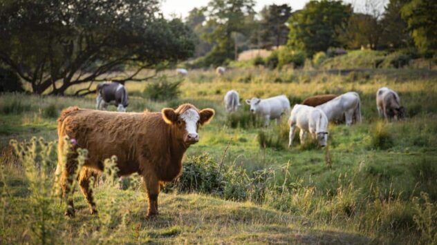 Climate Cost of Organic Meat Is Just as High as Conventionally Produced Meat