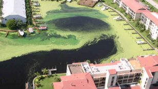 Solutions for the Toxic Algae Crisis in Florida and Beyond
