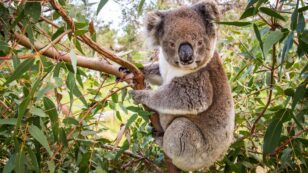 Thirsty Koala Becomes the Face of Australia’s Heat Wave