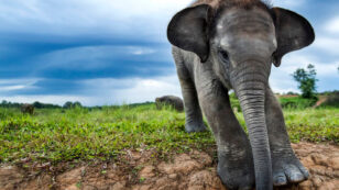 Palm Oil Producer Destroying Critical Elephant Habitat With Impunity