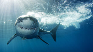 9 Facts That Will Change How You Think About Sharks