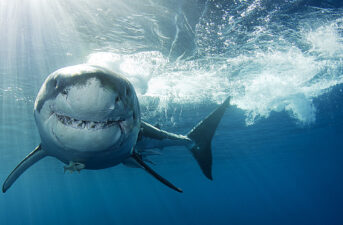 9 Facts That Will Change How You Think About Sharks