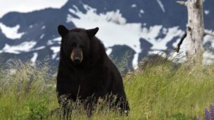 Father and Son Charged With Killing Mother Bear and ‘Shrieking’ Cubs in Den