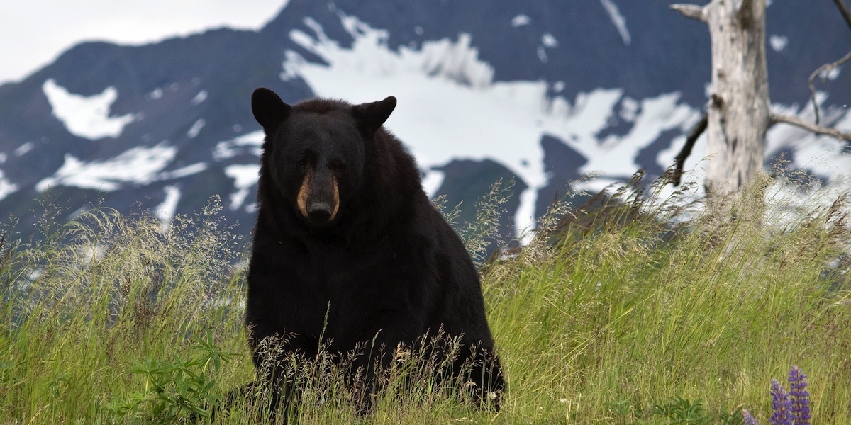 Father and Son Charged With Killing Mother Bear and ‘Shrieking’ Cubs in Den