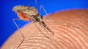 ‘A Jurassic Park Experiment’: Watchdog Groups Condemn Decision to Release Genetically Modified Mosquitoes in Florida