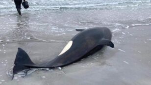 Stranded Orca Saved by Rescue Divers and Local Volunteers