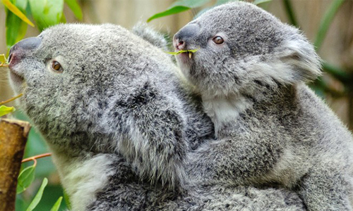Climate Change Puts Squeeze on Cuddly Koalas