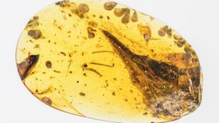 Skull of Smallest Known Dinosaur Found in 99-Million-Year Old Amber
