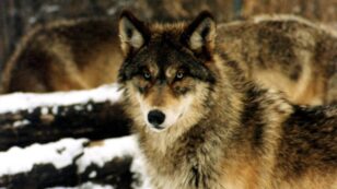 Gray Wolf Recovery and Survival Require Immediate Action By the Biden Administration