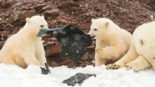 Even Polar Bear Cubs Can’t Escape Plastic Pollution