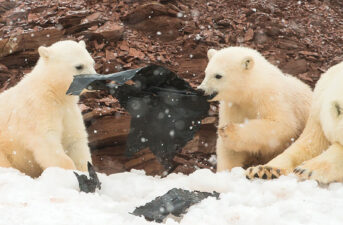 Even Polar Bear Cubs Can’t Escape Plastic Pollution