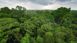 Facebook to Ban Illegal Sales of Amazon Rainforest Land on Marketplace