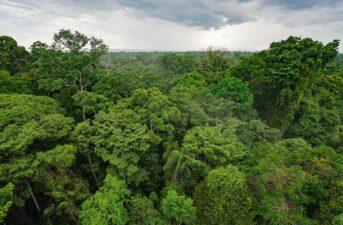 Facebook to Ban Illegal Sales of Amazon Rainforest Land on Marketplace