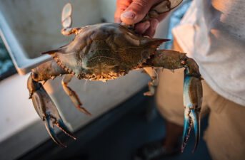 Climate Change May Stimulate the Chesapeake’s Blue Crab Population