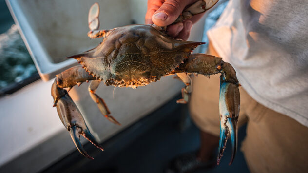 Climate Change May Stimulate the Chesapeake’s Blue Crab Population
