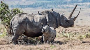 Scientists Create Fake Rhino Horn to Fight Poaching