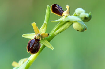 Climate Change Threatens Rare Orchid’s Survival Strategy