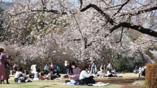 Japan: Earliest Cherry Blossom Season Peak on Record ‘Likely Caused’ by Climate Change