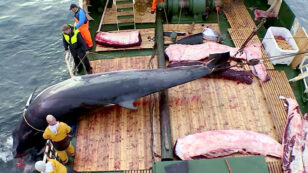 90% of Minke Whales Killed in Norway Are Female and ‘Almost All’ Pregnant