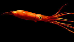 Giant Squid Could Be Longer Than a School Bus