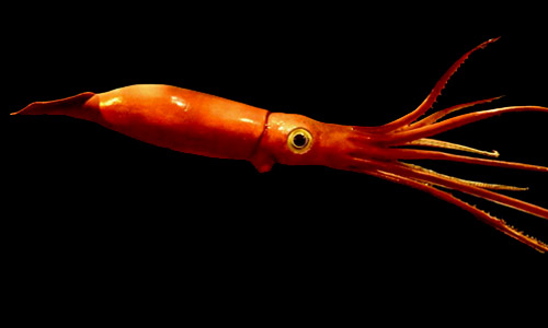 Giant Squid Could Be Longer Than a School Bus