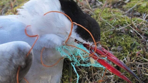 ‘Plastic in All Sizes’ Found Everywhere in Once Pristine European Arctic
