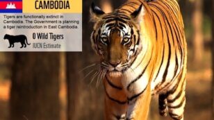 Tigers Declared Extinct in Cambodia