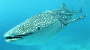 Is the Whale Shark Tourism Industry Conservation or Exploitation?