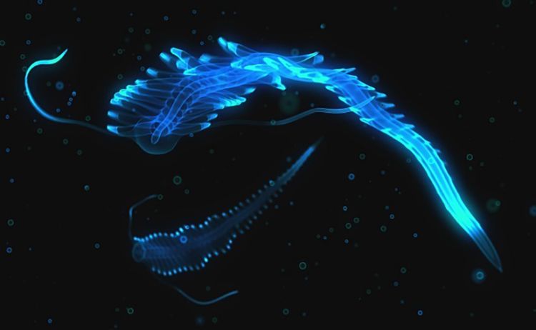 5 Incredible Species That Glow in the Dark - EcoWatch