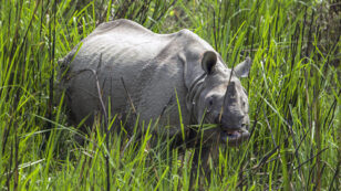 Huge Success: Two Years of Zero Rhino Poaching in Nepal