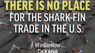 Leonardo DiCaprio, Morgan Freeman Join Call to Ban Sale of Shark Fins in U.S.
