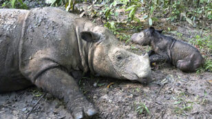 Rare Rhino Gives Birth to Adorable Baby Girl